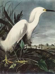 Image result for Egretta thula