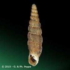 Attēlu rezultāti vaicājumam “Clausiliidae”