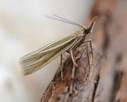 Attēlu rezultāti vaicājumam “Crambus hamella”