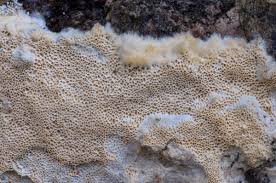 Attēlu rezultāti vaicājumam “Oxyporus corticola”