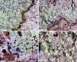 Attēlu rezultāti vaicājumam “Megalaria grossa”