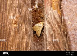 Attēlu rezultāti vaicājumam “Charanyca trigrammica”