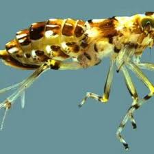 Attēlu rezultāti vaicājumam “Delphacidae”