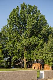 Attēlu rezultāti vaicājumam “Quercus rubra”