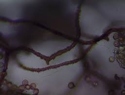 Attēlu rezultāti vaicājumam “Arcyria major macro”