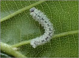 Attēlu rezultāti vaicājumam “Eriocampa ovata larva”