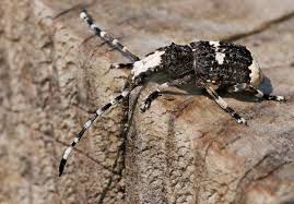 Attēlu rezultāti vaicājumam “Platystomos albinus”