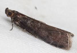 Attēlu rezultāti vaicājumam “Ortholepis betulae”