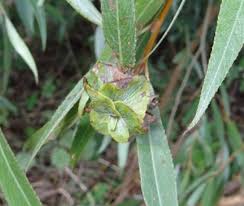 Attēlu rezultāti vaicājumam “Rhabdophaga rosaria”