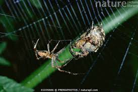 Attēlu rezultāti vaicājumam “Araneus diadematus female”