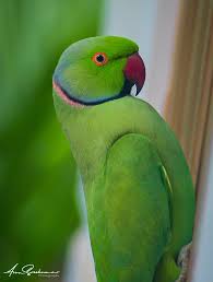 Image result for Psittacula krameri