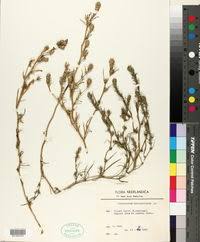 Attēlu rezultāti vaicājumam “Corispermum hyssopifolium”