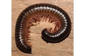 Attēlu rezultāti vaicājumam “Ommatoiulus vilnensis”