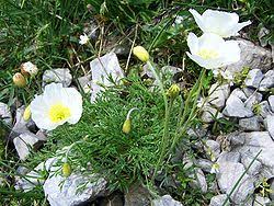Image result for Alpenmohn