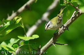Attēlu rezultāti vaicājumam “Regulus regulus adult”