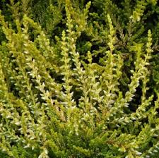 Attēlu rezultāti vaicājumam “Calluna vulgaris bud”