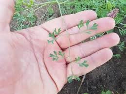 Attēlu rezultāti vaicājumam “Fumaria officinalis leaf”