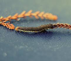 Attēlu rezultāti vaicājumam “Lithomoia solidaginis”