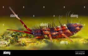 Attēlu rezultāti vaicājumam “Orchesella flavescens”