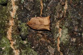 Attēlu rezultāti vaicājumam “Archips podana female”