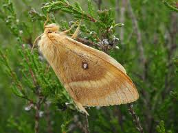Attēlu rezultāti vaicājumam “Lasiocampa quercus imago”