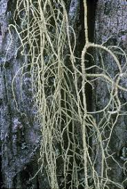 Attēlu rezultāti vaicājumam “Usnea filipendula”