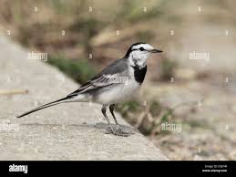 Attēlu rezultāti vaicājumam “Motacilla alba adult”