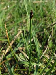 Attēlu rezultāti vaicājumam “Eleocharis uniglumis”