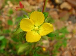 Attēlu rezultāti vaicājumam “Onagraceae”