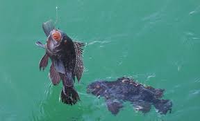 Image result for Centropristis striata