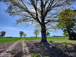 Attēlu rezultāti vaicājumam “Pertusaria flavida”