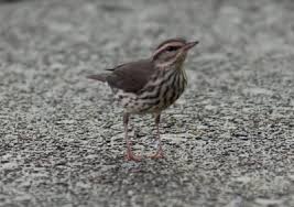 Image result for Seiurus noveboracensis