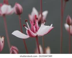 Attēlu rezultāti vaicājumam “Butomaceae”