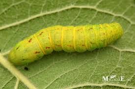 Attēlu rezultāti vaicājumam “Lacanobia contigua”