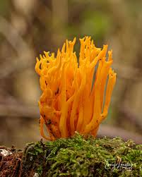 Attēlu rezultāti vaicājumam “Calocera viscosa”