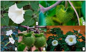 Image result for Datura stramonium