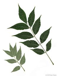 Attēlu rezultāti vaicājumam “Phellodendron amurense bud”