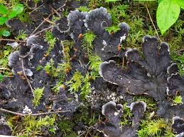 Attēlu rezultāti vaicājumam “Peltigera extenuata”