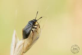 Attēlu rezultāti vaicājumam “Capsus ater”
