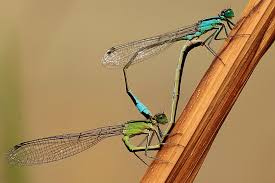 Attēlu rezultāti vaicājumam “Ischnura elegans”