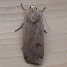 Attēlu rezultāti vaicājumam “Cabera exanthemata female”