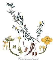 Attēlu rezultāti vaicājumam “Onagraceae”