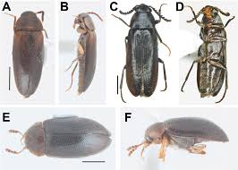 Attēlu rezultāti vaicājumam “Melandryidae”