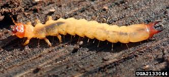 Attēlu rezultāti vaicājumam “Pyrochroidae larva”
