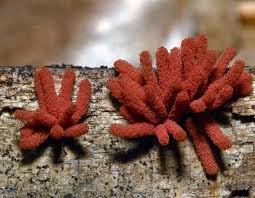 Attēlu rezultāti vaicājumam “Arcyria denudata spores”