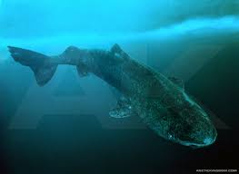 Image result for Somniosus microcephalus