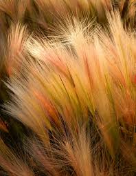 Attēlu rezultāti vaicājumam “Hordeum jubatum”