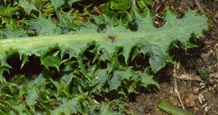 Attēlu rezultāti vaicājumam “Cirsium acaule leaf”