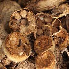 Attēlu rezultāti vaicājumam “Crucibulum laeve”