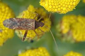 Attēlu rezultāti vaicājumam “Phytocoris varipes”